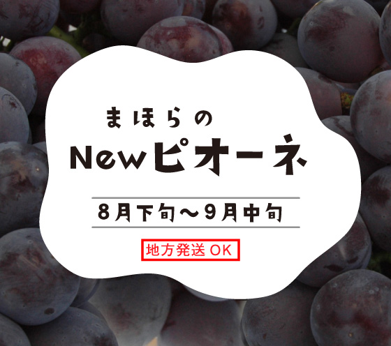 まほらのNewピオーネ8月下旬～9月中旬・地方発送OK
