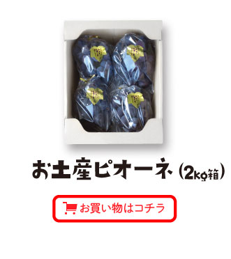 お土産ピオーネ（2kg箱）お買い物はコチラ