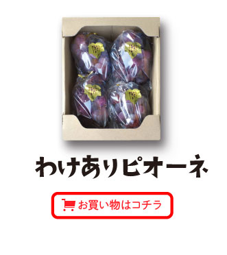 わけありピオーネお買い物はコチラ