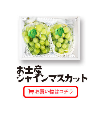 お土産シャインマスカット（1㎏箱）お買い物はコチラ
