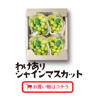わけありシャインマスカットお買い物はコチラ