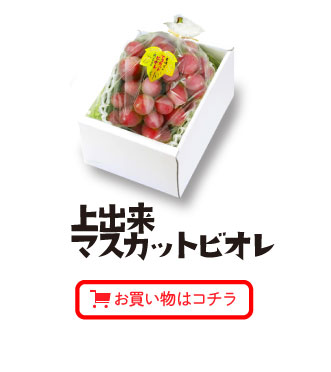 上出来マスカットビオレ（1房）お買い物はコチラ