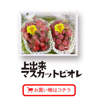 上出来マスカットビオレ（2房）お買い物はコチラ