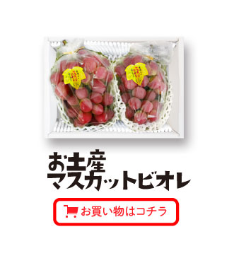 お土産マスカットビオレ（1㎏箱）お買い物はコチラ