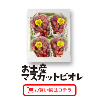 お土産マスカットビオレ（2㎏箱）お買い物はコチラ