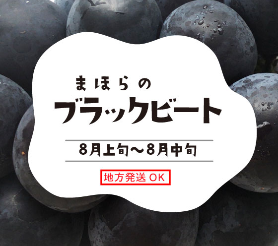 まほらのブラックビート8月上旬～8月下旬